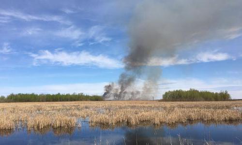 A controlled burn in a wetland area. 